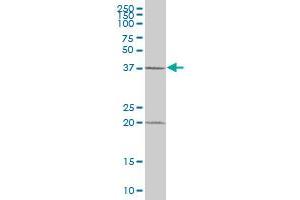 MBIP MaxPab polyclonal antibody. (MBIP 抗体  (AA 1-343))