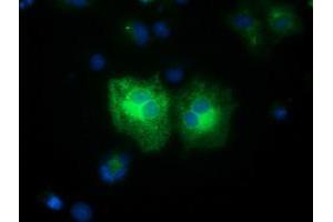 Anti-FSHB mouse monoclonal antibody (ABIN2453050) immunofluorescent staining of COS7 cells transiently transfected by pCMV6-ENTRY FSHB (RC214616). (FSHB 抗体)