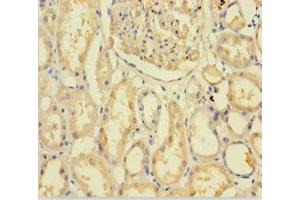 Immunohistochemistry of paraffin-embedded human kidney tissue using ABIN7154647 at dilution of 1:100 (C9ORF72 抗体  (AA 138-430))