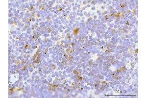 IHC analysis of TFEB using anti-TFEB antibody (ABIN7600648). (TFEB 抗体  (AA 214-326))