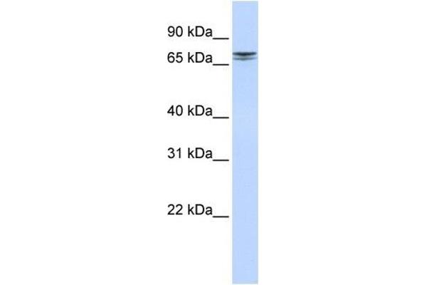 NCAPH2 抗体  (N-Term)