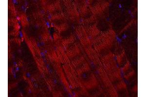 Indirect immunostaining of paraffin embedded sections of mouse skeletal muscle (1 : 200; red). (VAMP5 抗体  (AA 1-70))