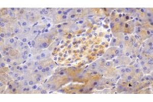 Detection of BACE2 in Mouse Pancreas Tissue using Polyclonal Antibody to Beta Secretase 2 (BACE2) (BACE2 抗体  (AA 156-407))