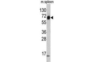 Western blot analysis of KRT4 antibody (C-term) in mouse spleen tissue lysates (35ug/lane). (KRT4 抗体  (C-Term))