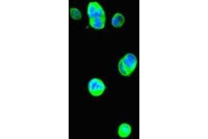 Immunofluorescent analysis of MCF-7 cells using ABIN7177915 at dilution of 1:100 and Alexa Fluor 488-congugated AffiniPure Goat Anti-Rabbit IgG(H+L) (THRSP 抗体  (AA 1-150))