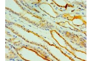 Immunohistochemistry of paraffin-embedded human kidney tissue using ABIN7147022 at dilution of 1:100 (Cathepsin L2 抗体  (AA 105-334))