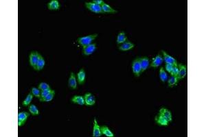 Immunofluorescent analysis of HepG2 cells using ABIN7153721 at dilution of 1:100 and Alexa Fluor 488-congugated AffiniPure Goat Anti-Rabbit IgG(H+L) (GFRA2 抗体  (AA 242-415))