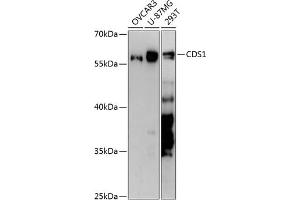 Western blot analysis of extracts of various cell lines, using CDS1 antibody (ABIN6130976, ABIN6138355, ABIN6138356 and ABIN6217867) at 1:3000 dilution. (CDS1 抗体  (AA 1-80))