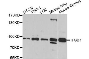 Western blot analysis of extracts of various cell lines, using ITGB7 antibody. (Integrin beta 7 抗体  (AA 1-140))
