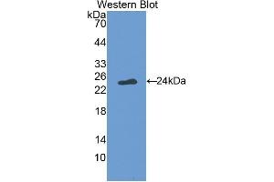Detection of Recombinant FASL, Simian using Polyclonal Antibody to Factor Related Apoptosis Ligand (FASL) (FASL 抗体  (AA 102-280))