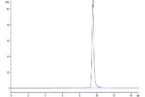 The purity of Human TIMP1 is greater than 95 % as determined by SEC-HPLC.