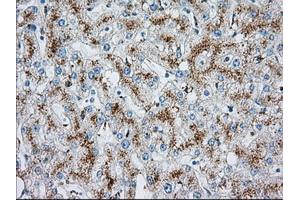 Immunohistochemistry (IHC) image for anti-Mitochondrial Translational Release Factor 1-Like (MTRF1L) antibody (ABIN1498695) (MTRF1L 抗体)
