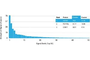 Analysis of Protein Array containing more than 19,000 full-length human proteins using Glutathione S-Transferase Mu1 (GSTM1) Mouse Monoclonal Antibody (CPTC-GSTMu1-3). (GSTM1 抗体)