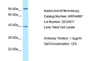 WB Suggested Anti-NTM AntibodyTitration: 1. (Neurotrimin 抗体  (N-Term))