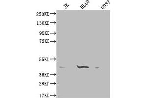 Western Blot Positive WB detected in: K562 whole cell lysate, HepG2 whole cell lysate, HEK293 whole cell lysate, Rat lung tissue All lanes: OXER1 antibody at 2 μg/mL Secondary Goat polyclonal to rabbit IgG at 1/50000 dilution Predicted band size: 46 kDa Observed band size: 46 kDa (OXER1 抗体  (AA 1-97))