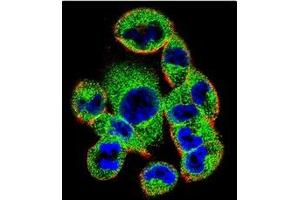 Confocal Immunofluorescent analysis of SOCS4 antibody (Center) Cat. (SOCS4 抗体  (AA 234-262))