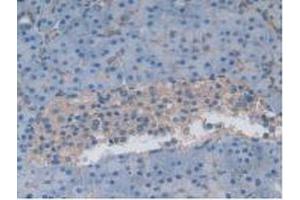 IHC-P analysis of Human Pancreas Tissue, with DAB staining. (Gastrokine 1 抗体  (AA 22-199))