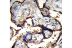 Immunohistochemistry (IHC) image for anti-Integrin, alpha 5 (ITGA5) (AA 575-602) antibody (ABIN3031396)