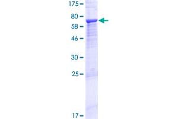 Myosin ID Protein (MYO1D) (AA 1-436) (GST tag)
