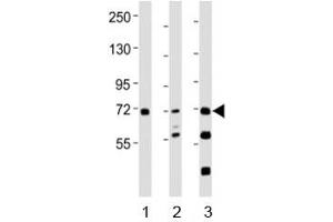 Western blot testing of SYK antibody at 1:2000 dilution. (SYK 抗体  (AA 268-305))