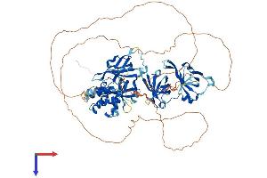 IFI16 Protein (AA 1-785) (His tag)