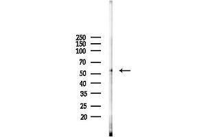 Western blot analysis of lysates from Mouse testis, using C Antibody at 1/1000 dilution.