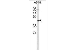 Western blot analysis in A549 cell line lysates (35ug/lane). (Tropomodulin 1 抗体  (AA 170-198))