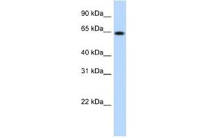RNF6 antibody (20R-1156) used at 0. (RNF6 抗体  (N-Term))