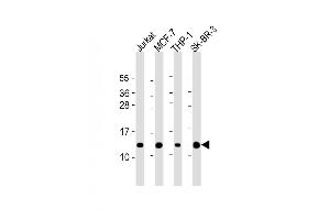 All lanes : Anti-RPS27 Antibody (N-Term) at 1:2000 dilution Lane 1: Jurkat whole cell lysate Lane 2: MCF-7 whole cell lysate Lane 3: THP-1 whole cell lysate Lane 4: SK-BR-3 whole cell lysate Lysates/proteins at 20 μg per lane. (RPS27 抗体  (AA 5-37))