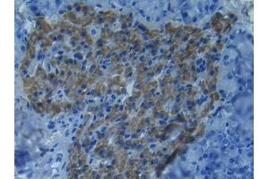 IHC-P analysis of Mouse Pancreas Tissue, with DAB staining. (MMP 9 抗体  (AA 225-390))