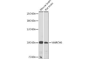 Western blot analysis of extracts of various cell lines, using M Rabbit pAb (ABIN7268468) at 1:1000 dilution. (MARCH6 抗体  (AA 10-80))