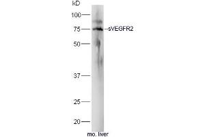 Mouse liver lysates probed with Rabbit Anti-sVEGFR2 Polyclonal Antibody, Unconjugated (ABIN677393) at 1:300 overnight at 4˚C. (VEGFR2/CD309 抗体  (AA 601-678))