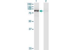 Western Blotting (WB) image for anti-Glutaminyl-tRNA Synthetase (QARS) (AA 677-776) antibody (ABIN598566) (QARS 抗体  (AA 677-776))