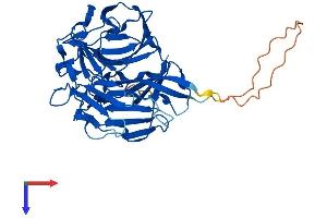 RABEPK Protein (AA 1-380) (His tag)