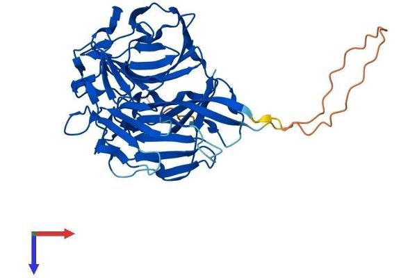 RABEPK Protein (AA 1-380) (His tag)