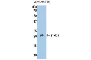 Western Blotting (WB) image for anti-Annexin A4 (ANXA4) (AA 153-307) antibody (ABIN1858031)