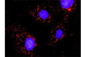 Proximity Ligation Assay (PLA) image for anti-V-Crk Sarcoma Virus CT10 Oncogene Homolog (Avian)-Like (CRKL) (AA 1-303) antibody (ABIN514605)