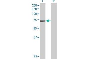 Western Blot analysis of CDC6 expression in transfected 293T cell line by CDC6 MaxPab polyclonal antibody. (CDC6 抗体  (AA 1-560))