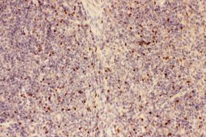 Anti-FOXP3 Picoband antibody,  IHC(P): Mouse Spleen Tissue (FOXP3 抗体  (AA 101-431))