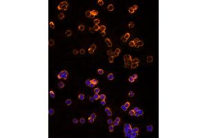 Immunofluorescence (IF) image for anti-Chloride Intracellular Channel 1 (CLIC1) (AA 42-241) antibody (ABIN6138719)