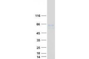 Western Blotting (WB) image for Solute Carrier Family 7 (Cationic Amino Acid Transporter, Y+ System), Member 1 (SLC7A1) protein (Myc-DYKDDDDK Tag) (ABIN2732178)