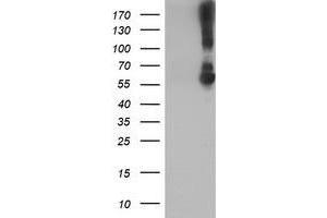 Western Blotting (WB) image for anti-Potassium Inwardly-Rectifying Channel, Subfamily J, Member 3 (KCNJ3) (AA 279-501) antibody (ABIN1491309) (KCNJ3 抗体  (AA 279-501))