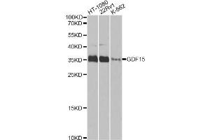 Western blot analysis of extracts of various cell lines, using GDF15 Antibody. (GDF15 抗体)