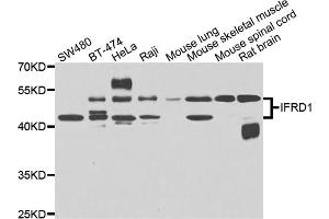 Western blot analysis of extracts of various cell lines, using IFRD1 antibody (ABIN4904013) at 1:1000 dilution. (IFRD1 抗体)