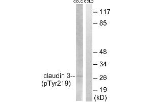 Western blot analysis of extracts from COLO cells, treated with EGF (200ng/ml, 30mins), using Claudin 3 (Phospho-Tyr219) antibody. (Claudin 3 抗体  (pTyr219))