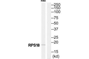 Western Blotting (WB) image for anti-Ribosomal Protein S18 (RPS18) (Internal Region) antibody (ABIN1850574) (RPS18 抗体  (Internal Region))