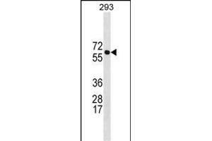 BR Antibody (N-term) 19664a western blot analysis in 293 cell line lysates (35 μg/lane). (BRAP 抗体  (N-Term))