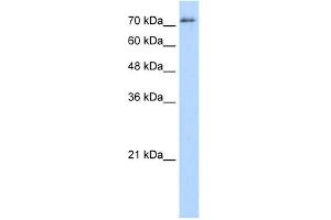 SFPQ antibody used at 5 ug/ml to detect target protein. (SFPQ 抗体)