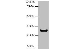 Western blot All lanes: TMEM41A antibody at 0. (TMEM41A 抗体  (AA 18-66))