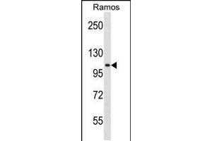 Western blot analysis in Ramos cell line lysates (35ug/lane). (TACC1 抗体  (N-Term))